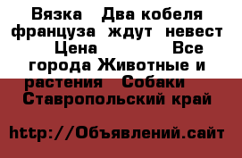  Вязка ! Два кобеля француза ,ждут  невест.. › Цена ­ 11 000 - Все города Животные и растения » Собаки   . Ставропольский край